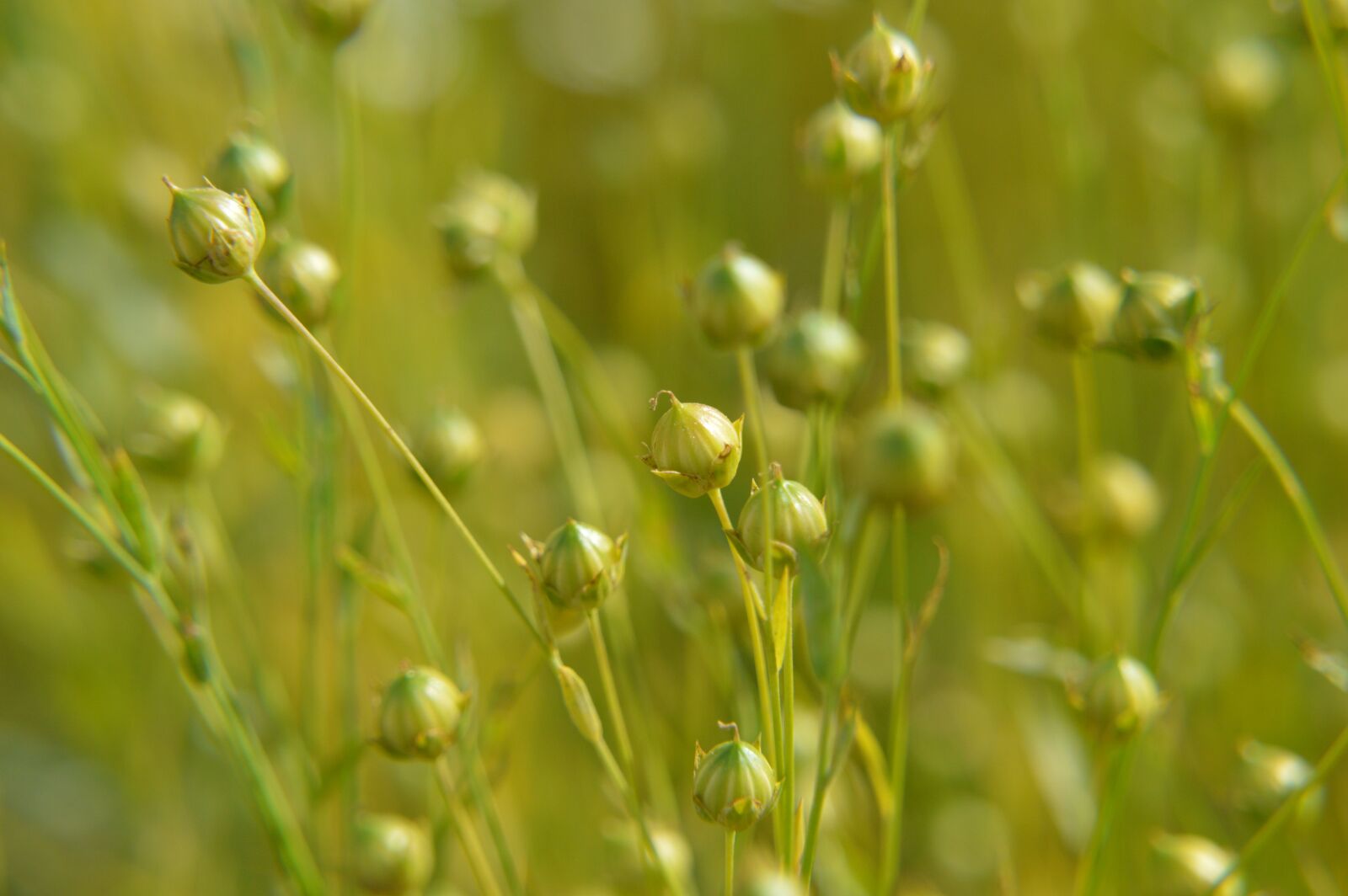Nikon D3200 sample photo. Nature, field, lin photography