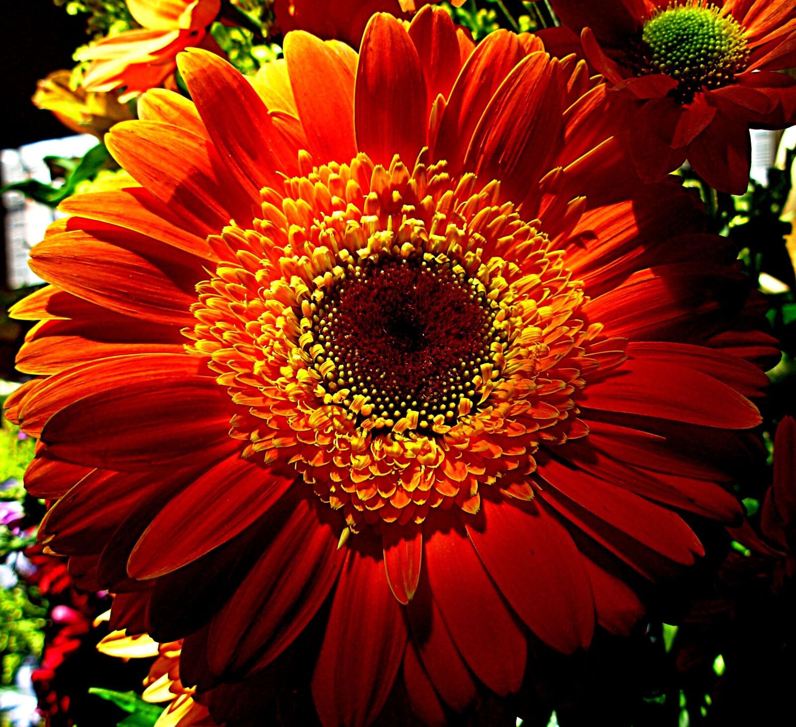 Nikon COOLPIX L1 sample photo. Orange flower, petal, spring photography