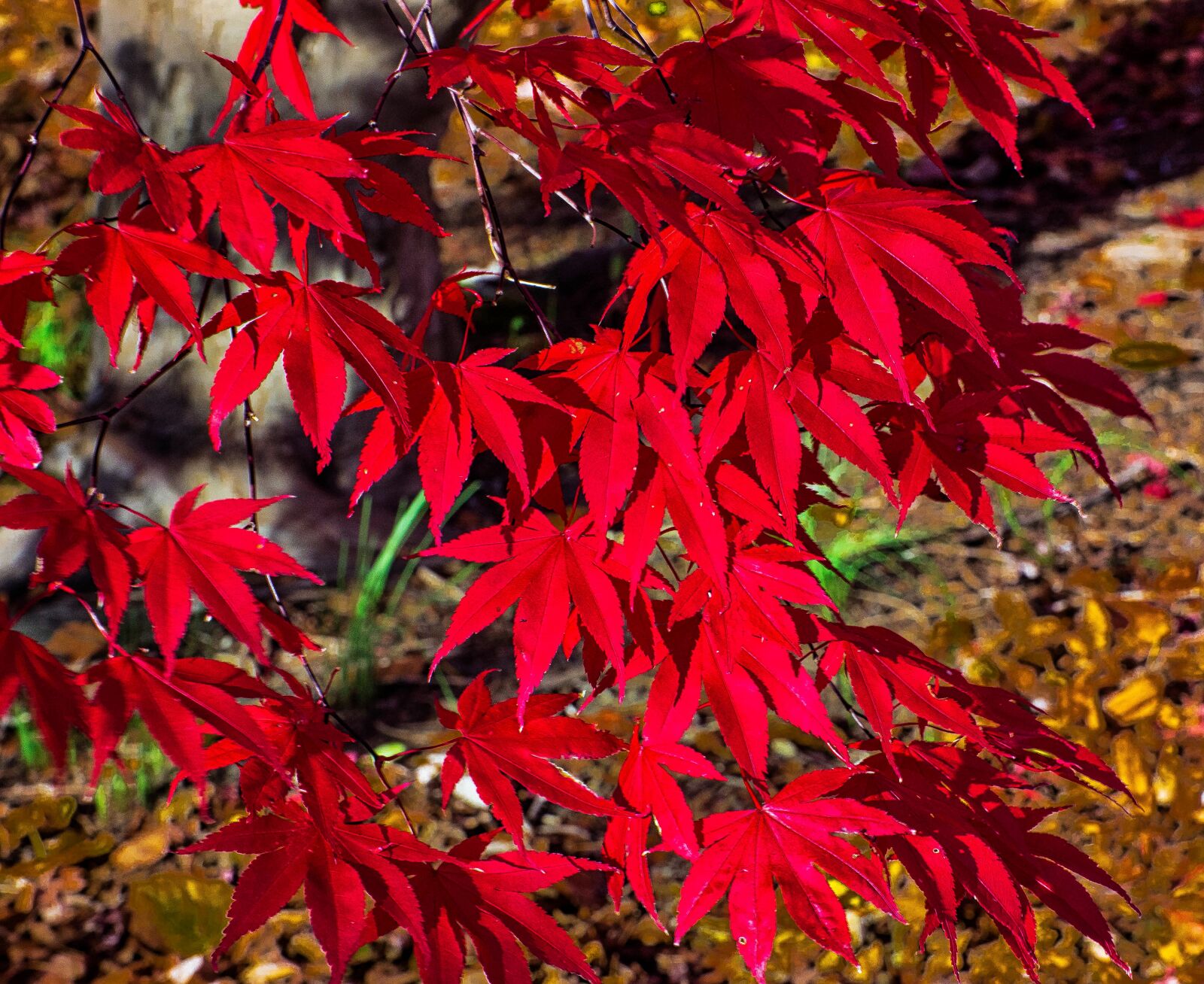 Nikon D750 sample photo. Leaf, fall, season photography