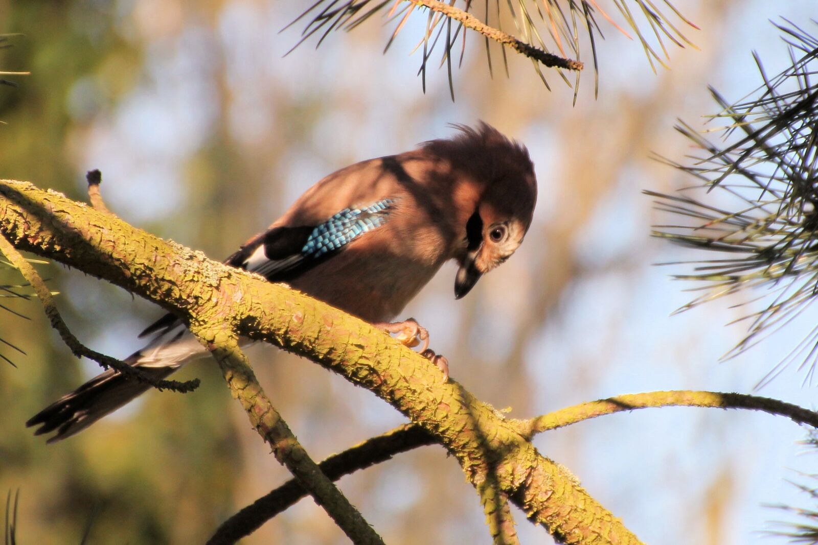 Canon EOS 1100D (EOS Rebel T3 / EOS Kiss X50) sample photo. Jay, bird, raven bird photography