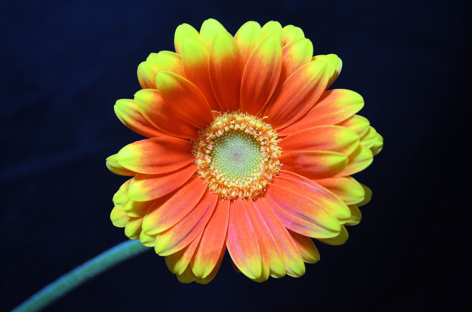 Nikon D5100 sample photo. Germini, orange flower, flower photography