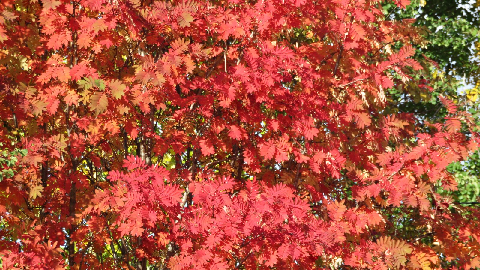 Canon PowerShot SX700 HS sample photo. Rowan, foliage, leaves photography
