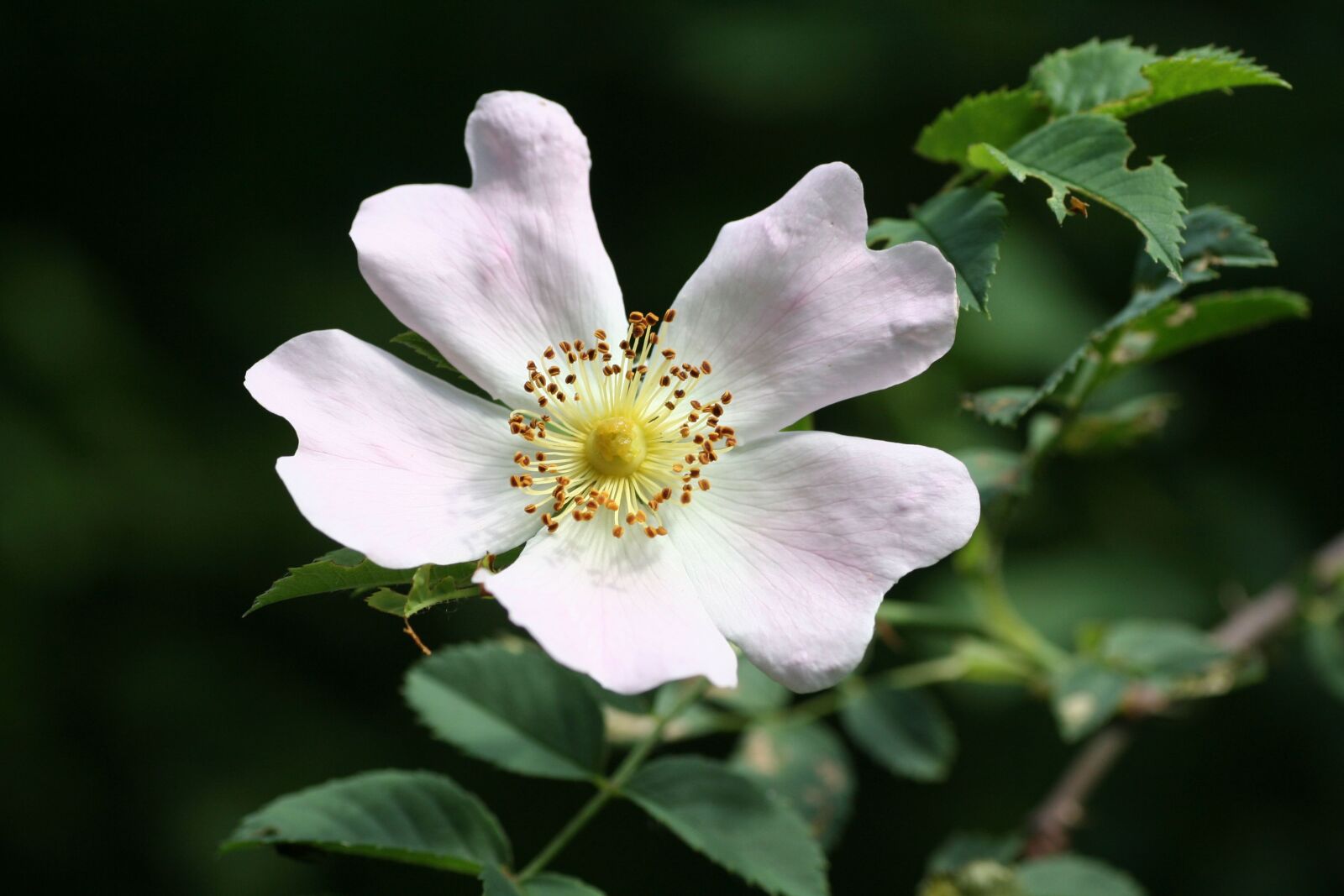 Canon EOS 350D (EOS Digital Rebel XT / EOS Kiss Digital N) sample photo. Flower, wild, rose hips photography