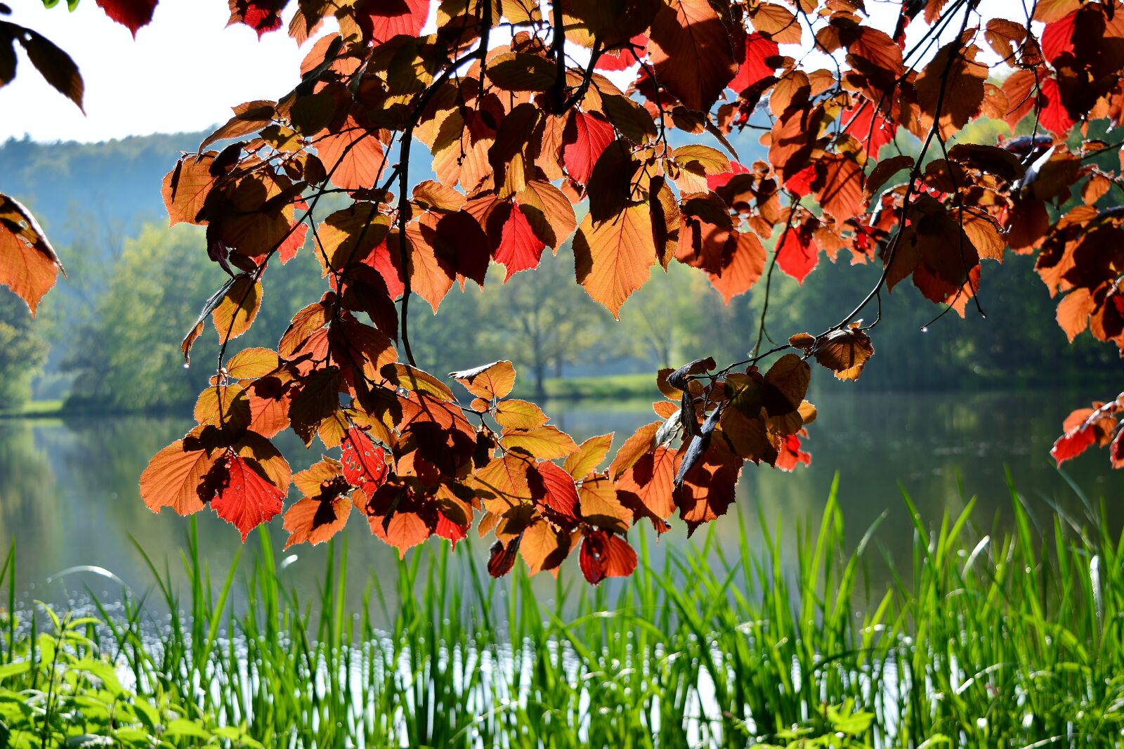 Nikon D5200 sample photo. Leaves, evening sun, nature photography