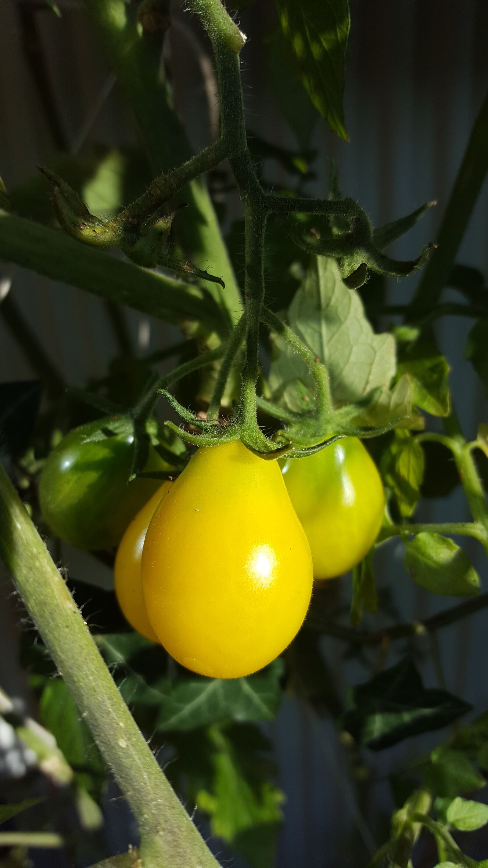 Samsung Galaxy S6 sample photo. Tomatoes, garden, nature photography