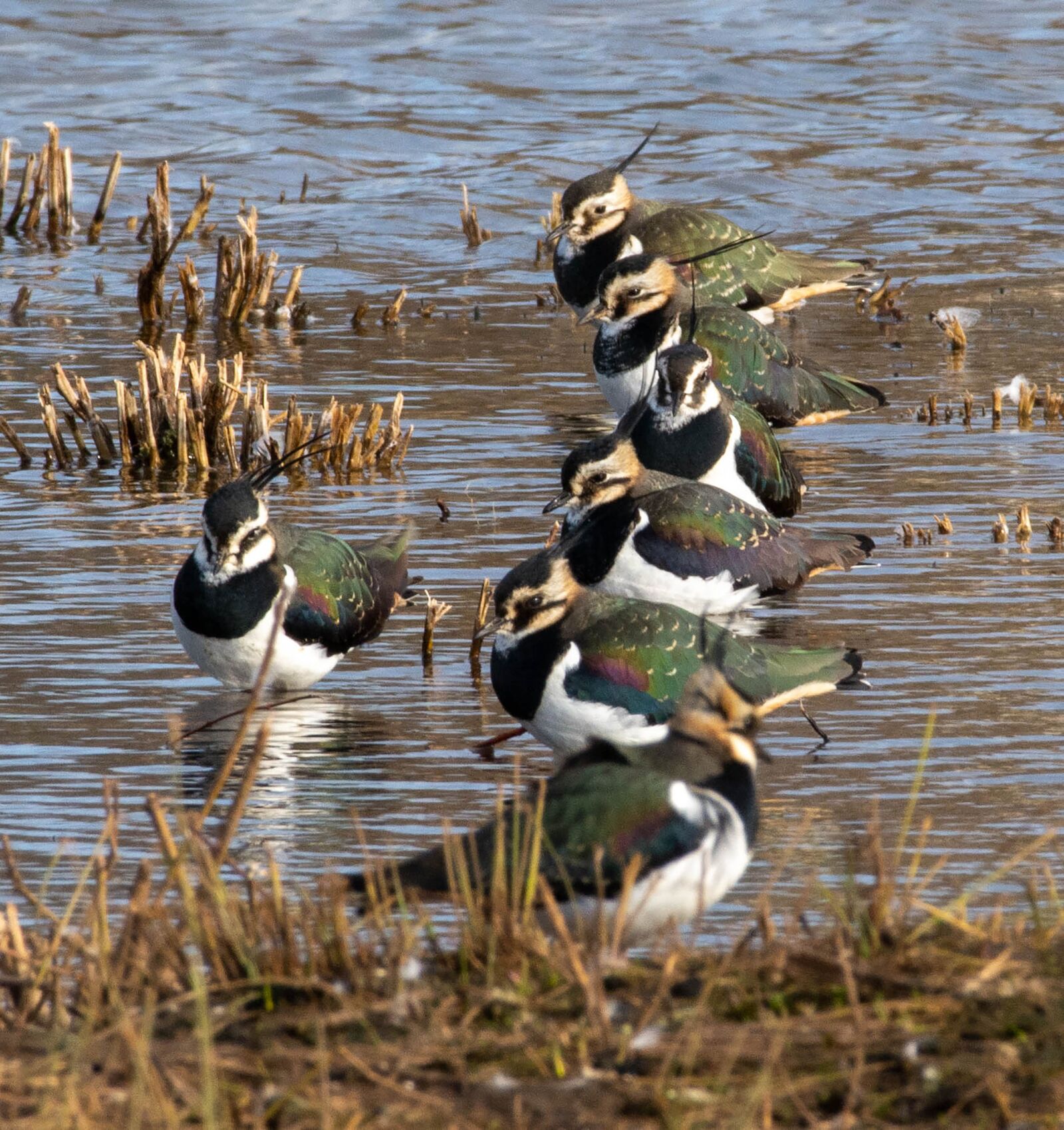 Nikon D7100 sample photo. Lapwing, birds, nature photography