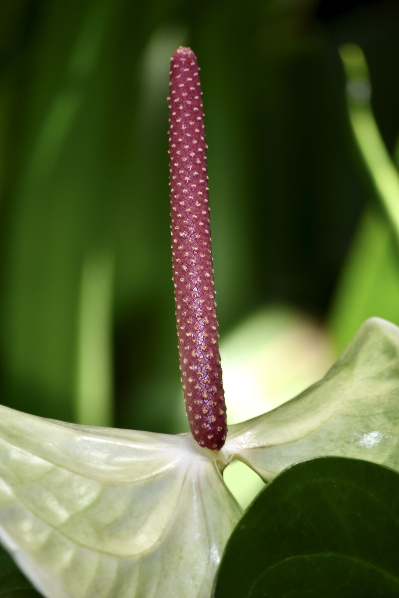 Nikon D3400 sample photo. Anthurium, flower, bloom photography