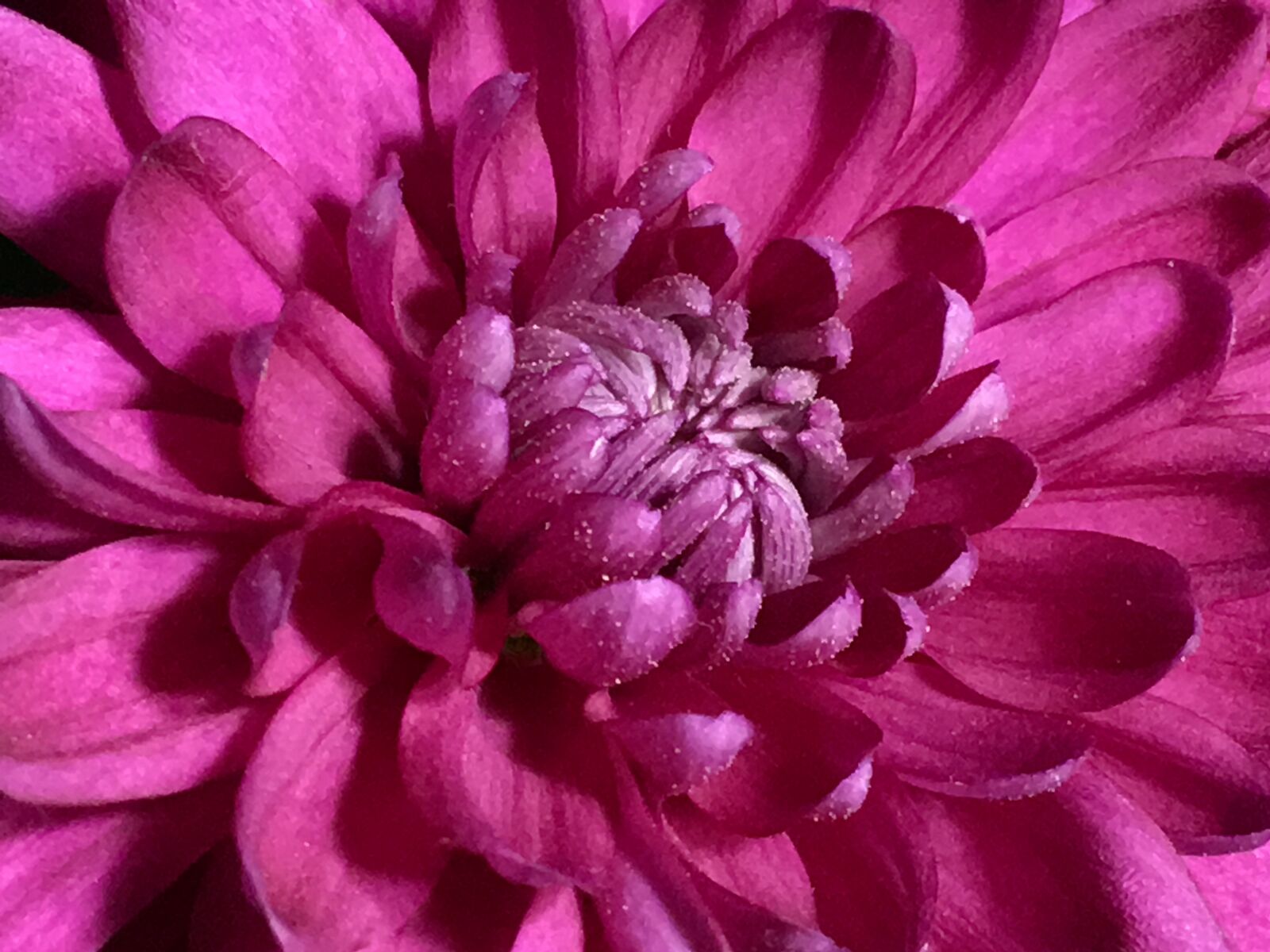 Apple iPhone 6s Plus sample photo. Pollen, purple flower, flower photography