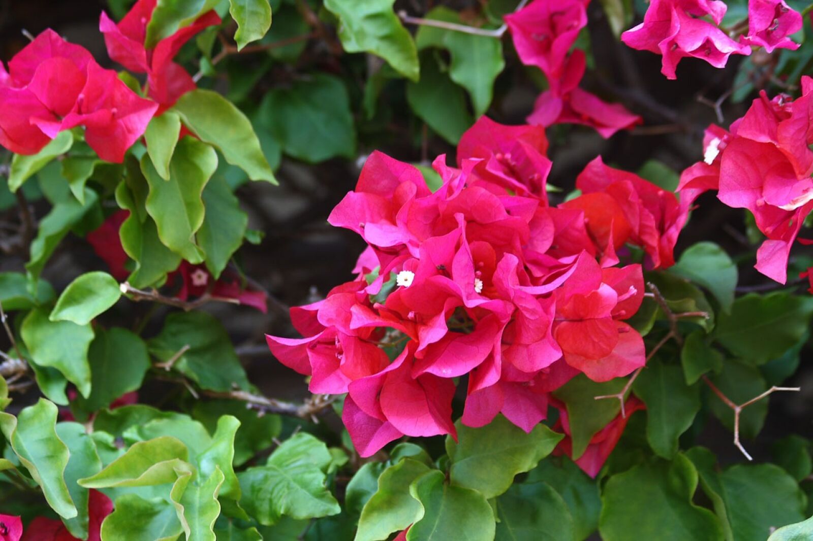 Canon EOS 400D (EOS Digital Rebel XTi / EOS Kiss Digital X) sample photo. Bougainvillea, flowers, pink photography