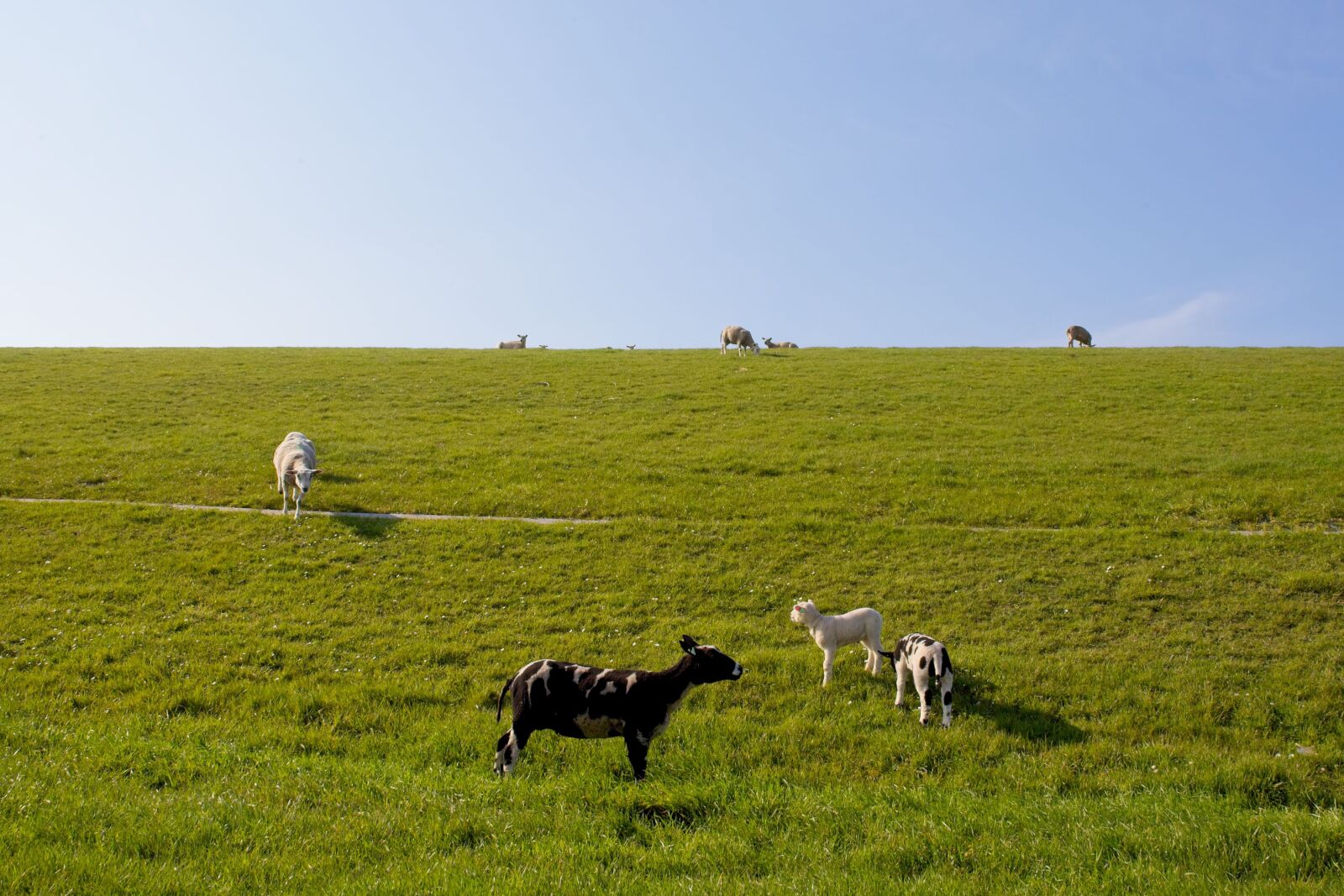 Canon EOS 6D Mark II sample photo. Sheep, white, black photography