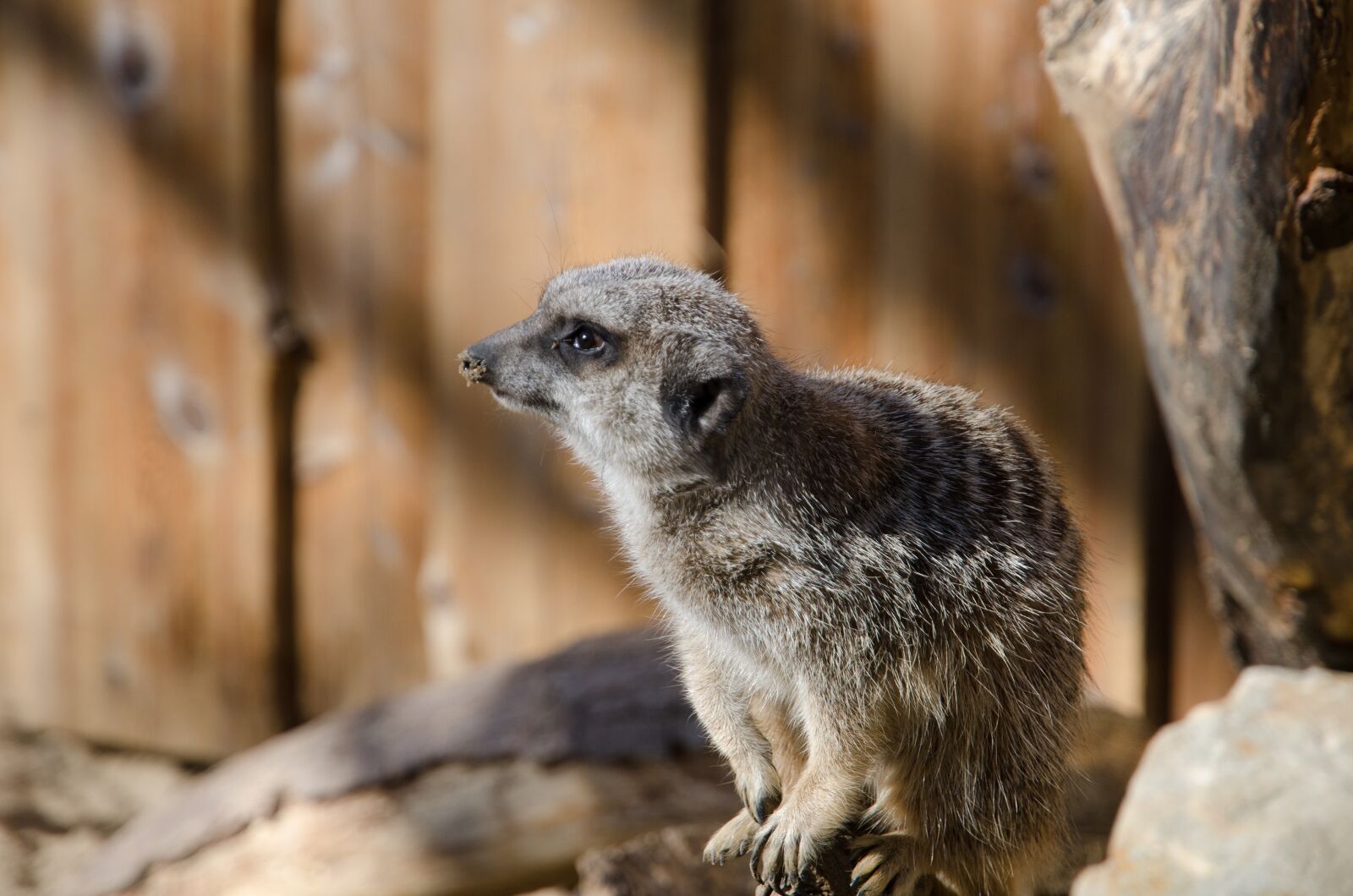 Nikon D7000 sample photo. Meerkat, zoo, animal photography