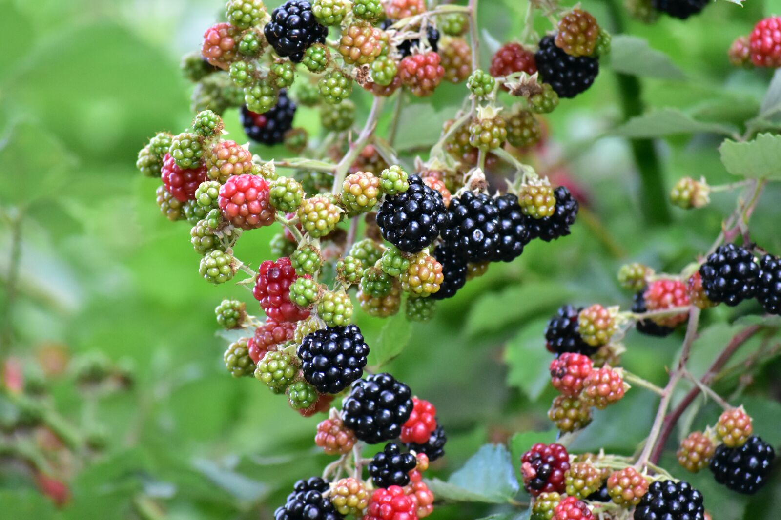 Nikon D7200 sample photo. Strawberry, forest, fruit photography