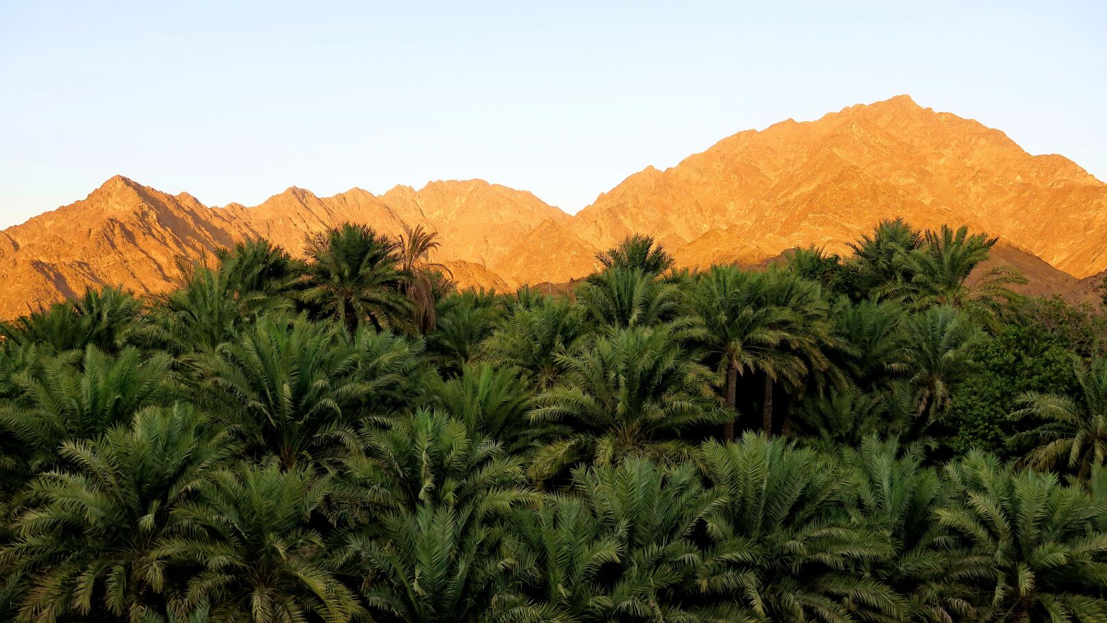 Canon PowerShot G3 X sample photo. Oasis, palm tree, desert photography