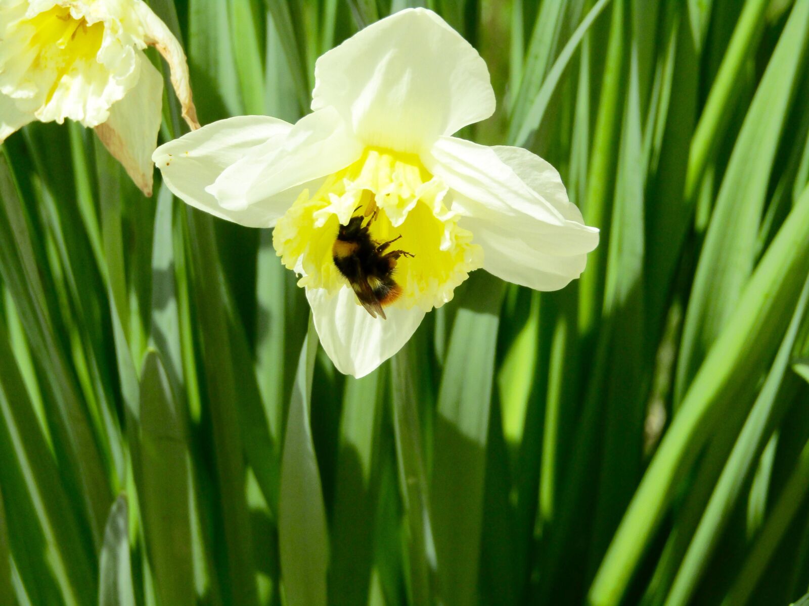 Canon PowerShot SX410 IS sample photo. Daffodil, bee, flower photography
