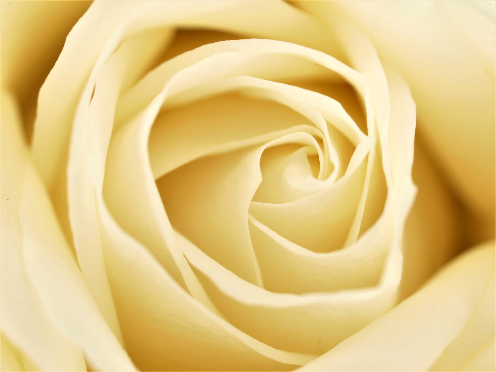 Olympus E-520 (EVOLT E-520) sample photo. Romance, rose, affection photography