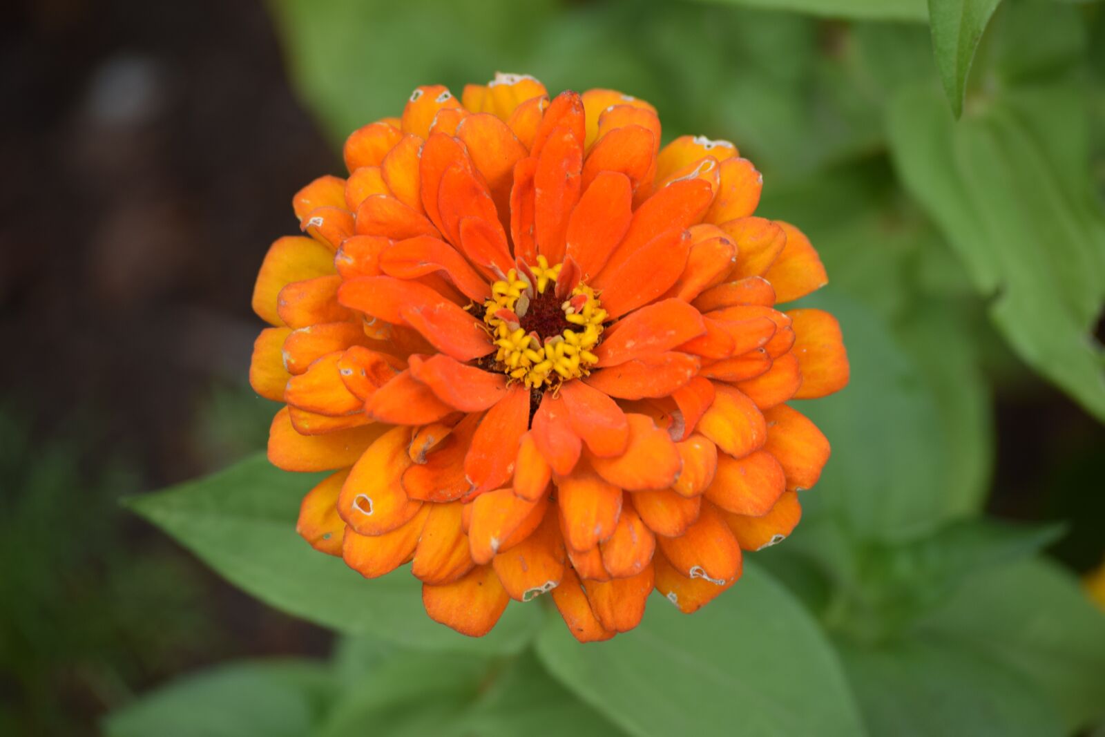 Nikon D3300 sample photo. Nature, summer, plant photography