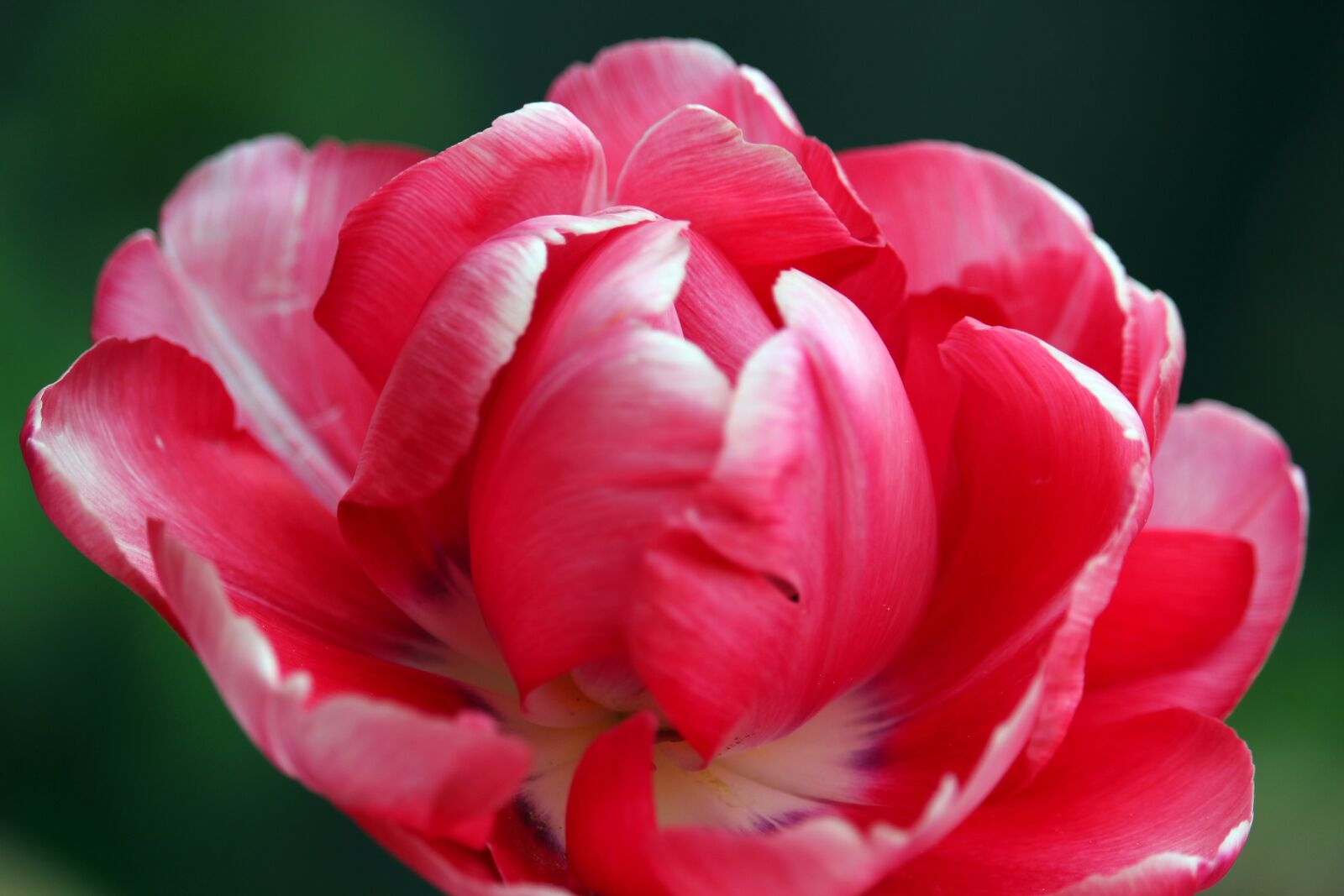 Canon EF-S 55-250mm F4-5.6 IS STM sample photo. Tulip, rose tulip, fr photography