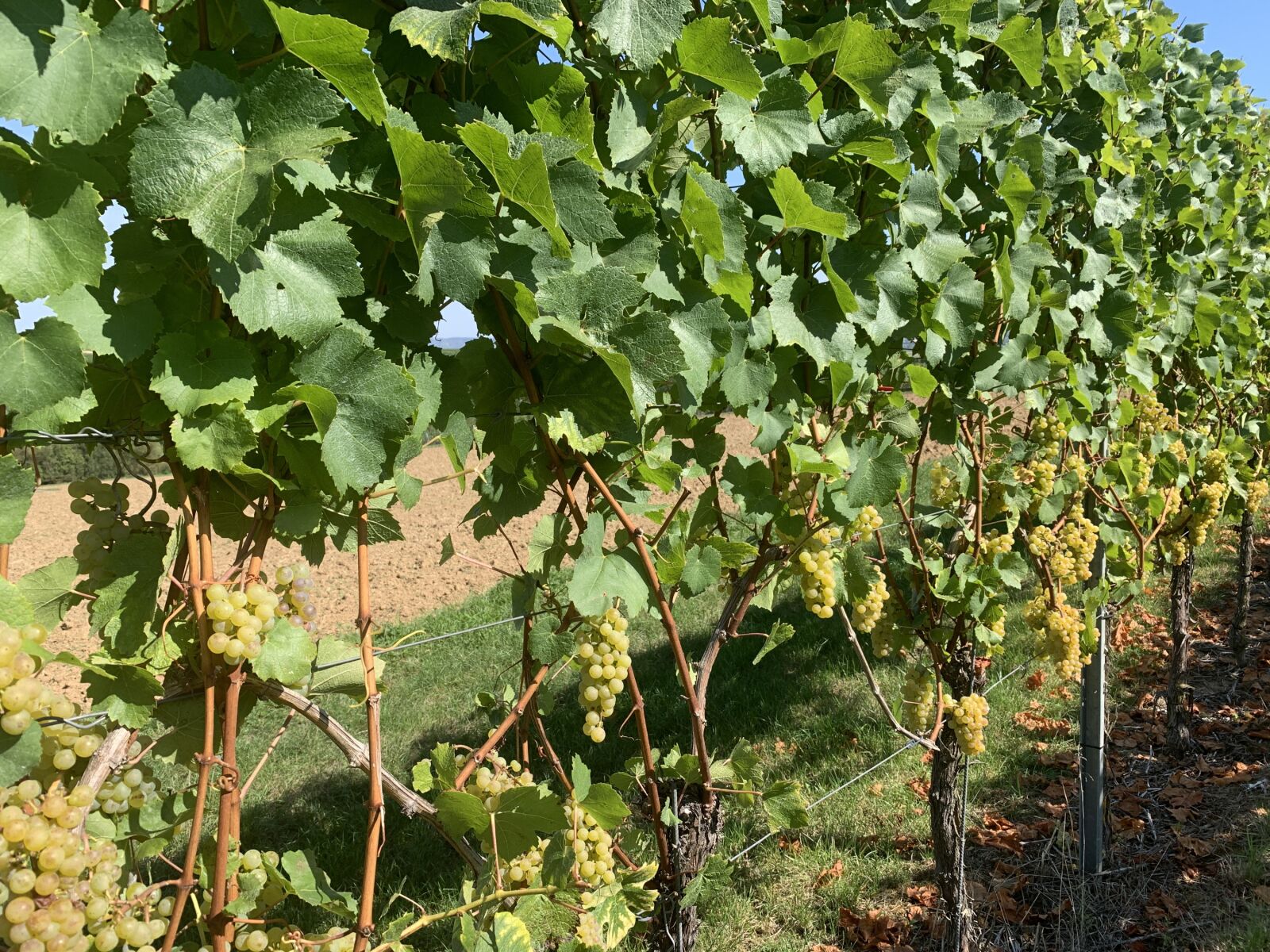 iPhone XR back camera 4.25mm f/1.8 sample photo. Grapevine, wine, white wine photography