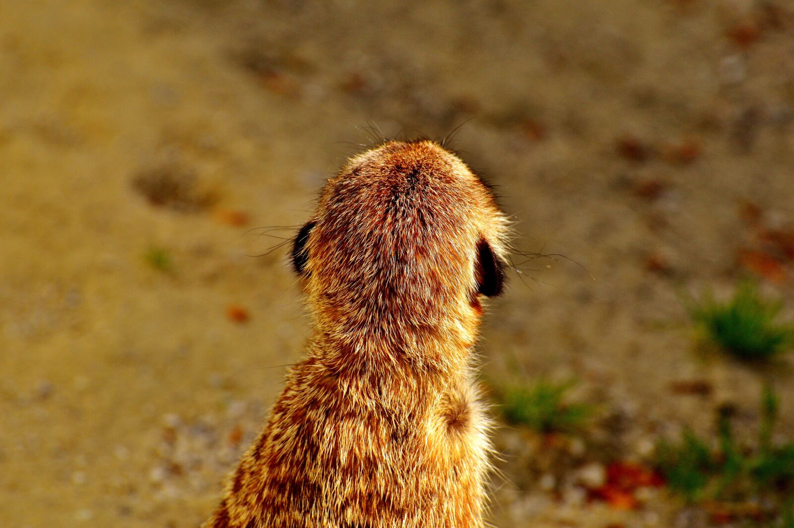 Nikon D3200 sample photo. Meerkat, cute, curious photography