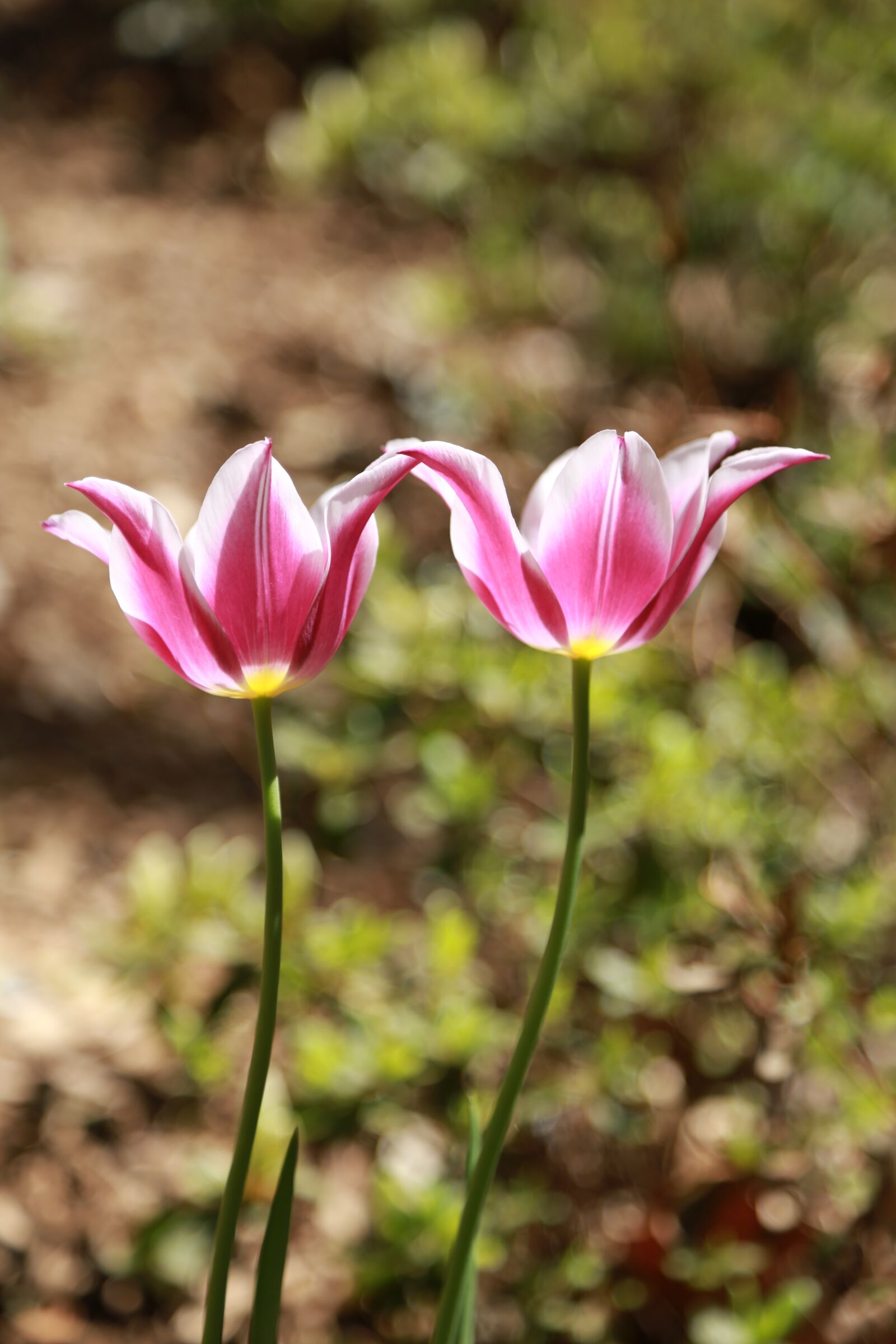 Canon EOS 6D + Canon EF 24-105mm F4L IS USM sample photo. Nature, plants, flowers photography