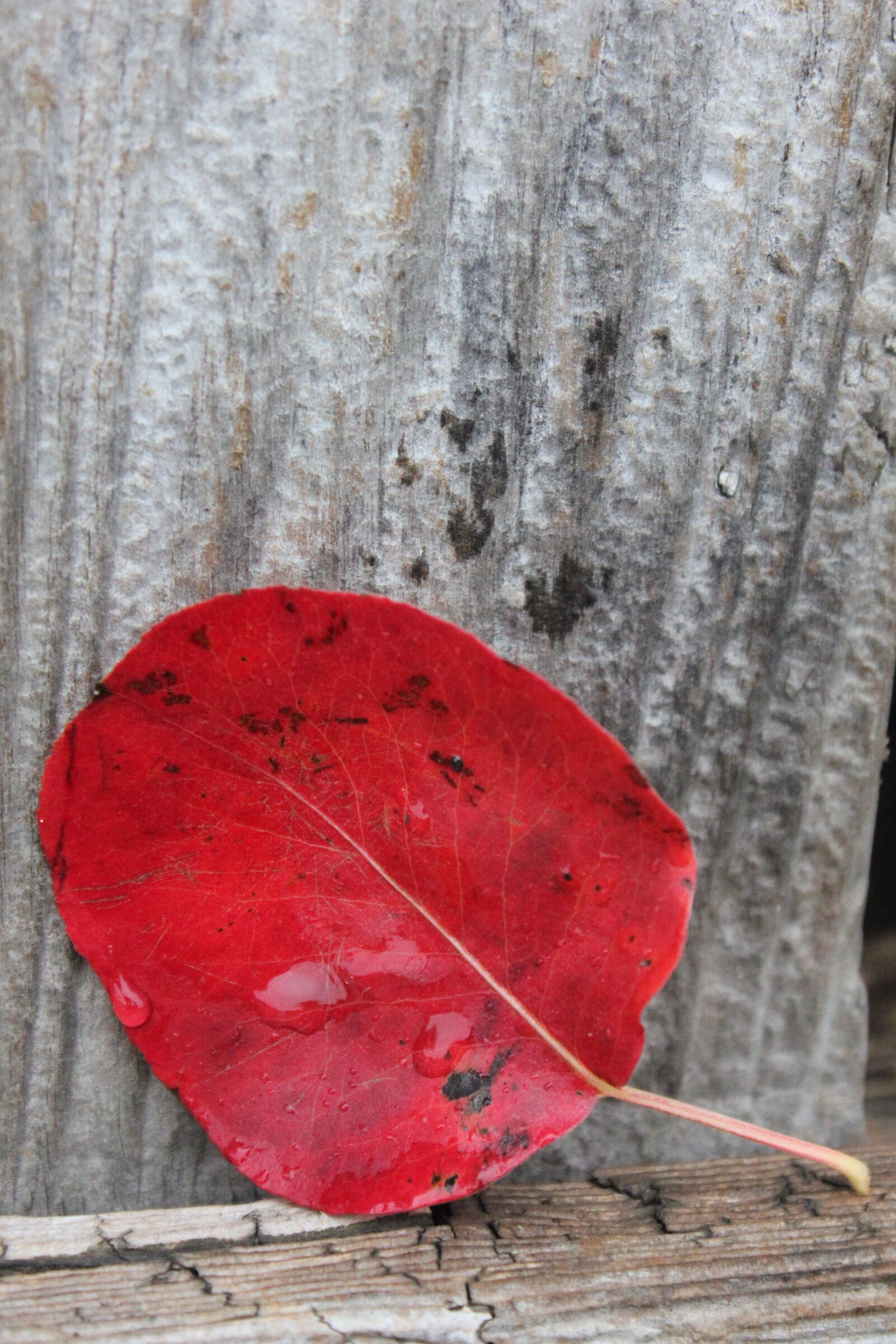 Canon EOS 550D (EOS Rebel T2i / EOS Kiss X4) sample photo. Autumn, leaves, autumn leaves photography