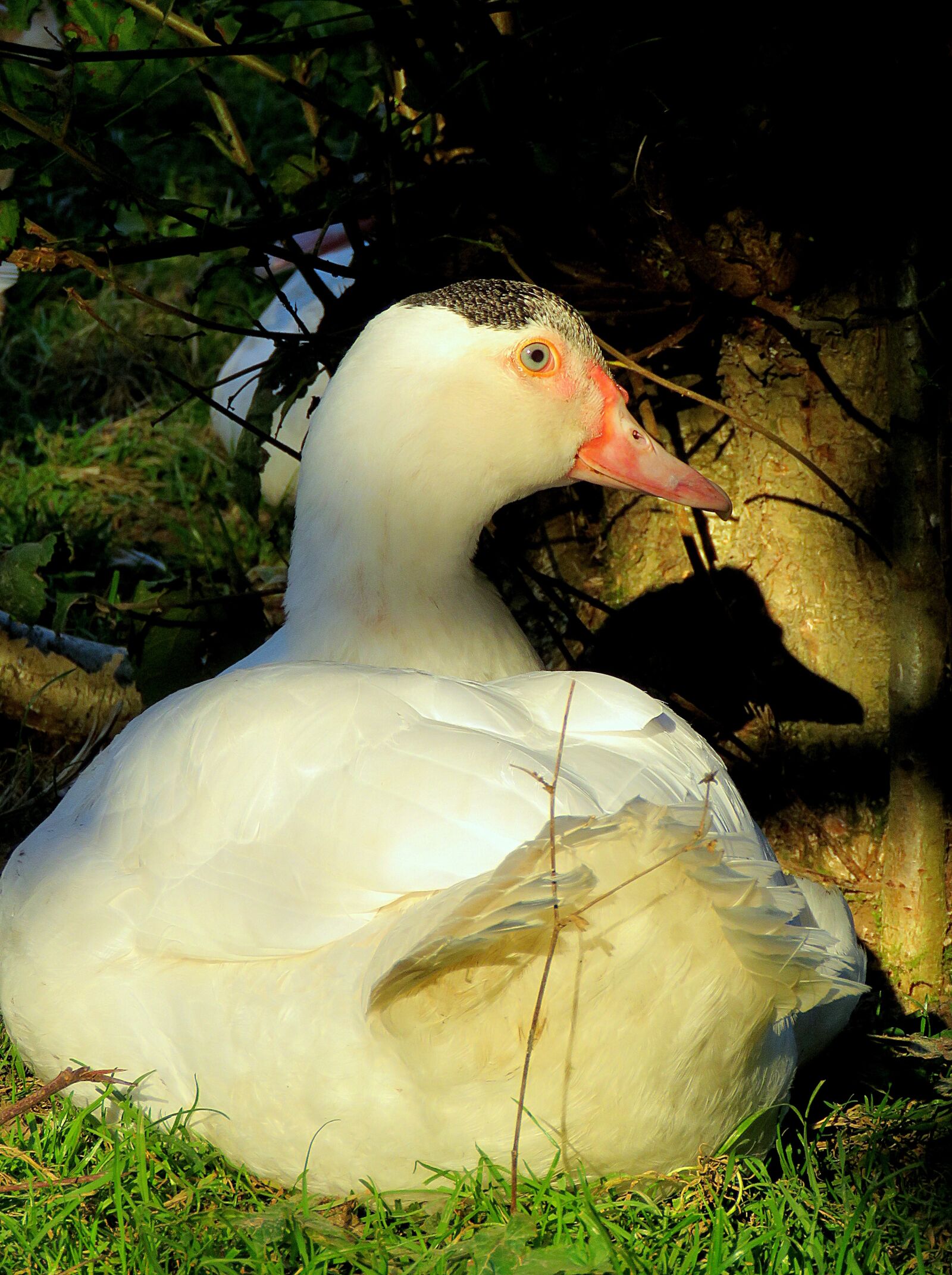 Canon PowerShot SX60 HS sample photo. Duck, flying duck, wart photography