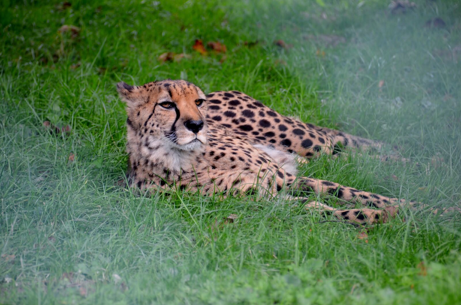 Nikon D5100 sample photo. Animals, zoo, nature photography