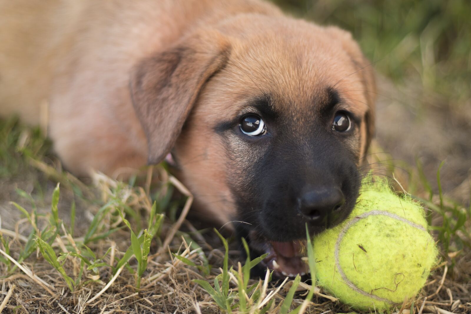 Canon EOS 200D (EOS Rebel SL2 / EOS Kiss X9) sample photo. Puppy, dog, german shepherd photography