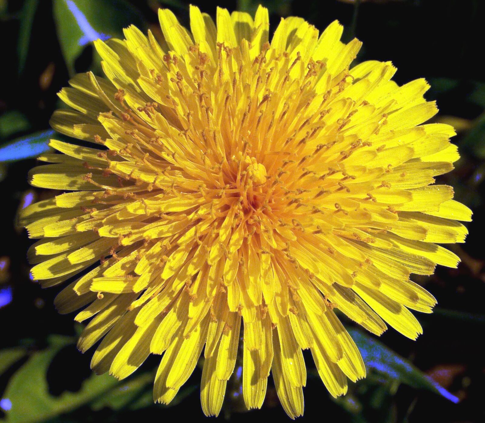 Panasonic Lumix DMC-G1 sample photo. Herb, dandelion, plant, leaf photography