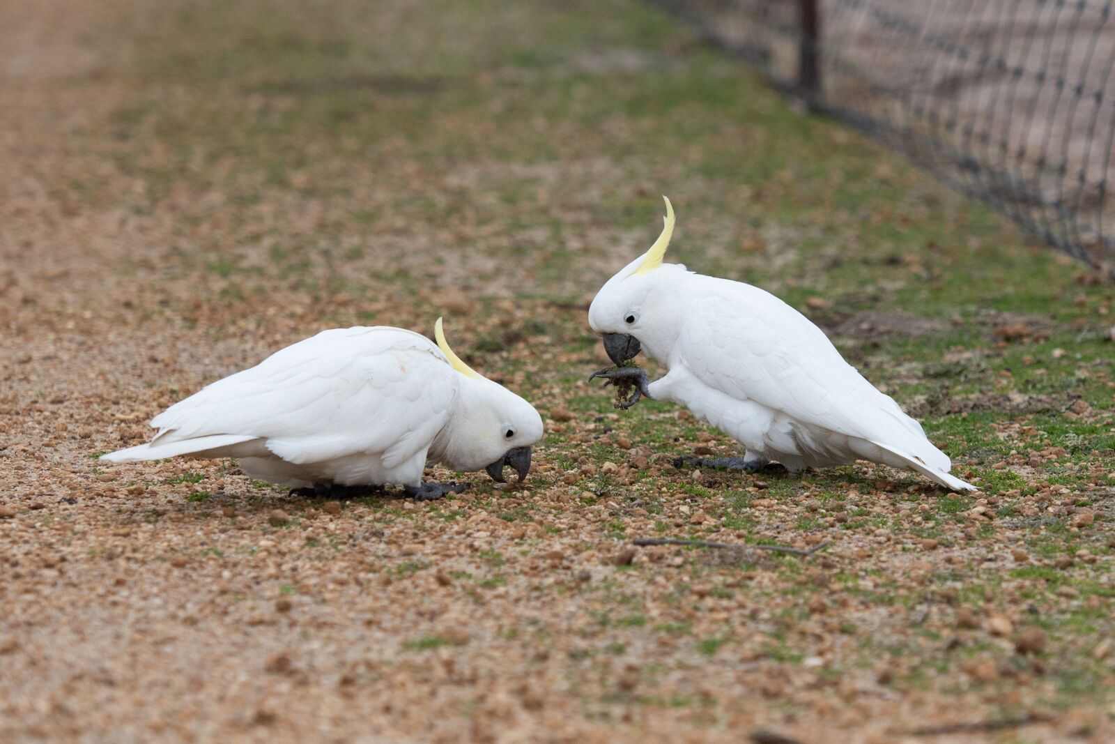 Nikon D750 sample photo. Sulphur crested cockatoo, cockatoo photography