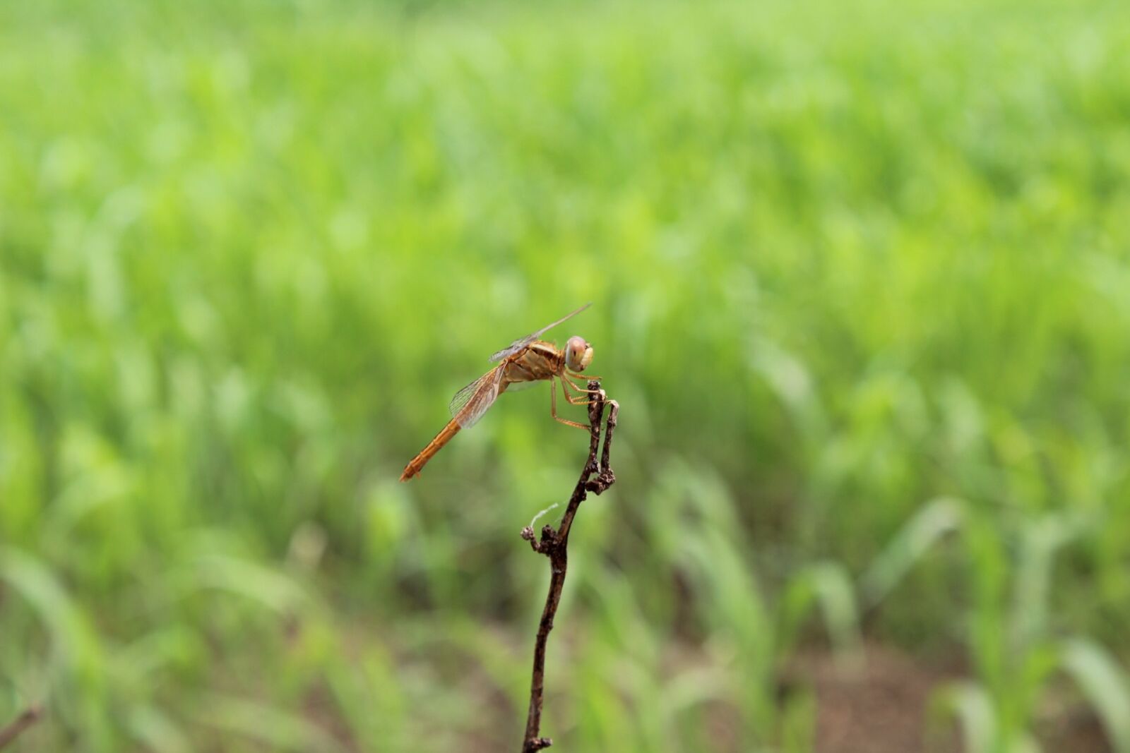 Canon EOS 1300D (EOS Rebel T6 / EOS Kiss X80) sample photo. Nature, grass, leaf photography