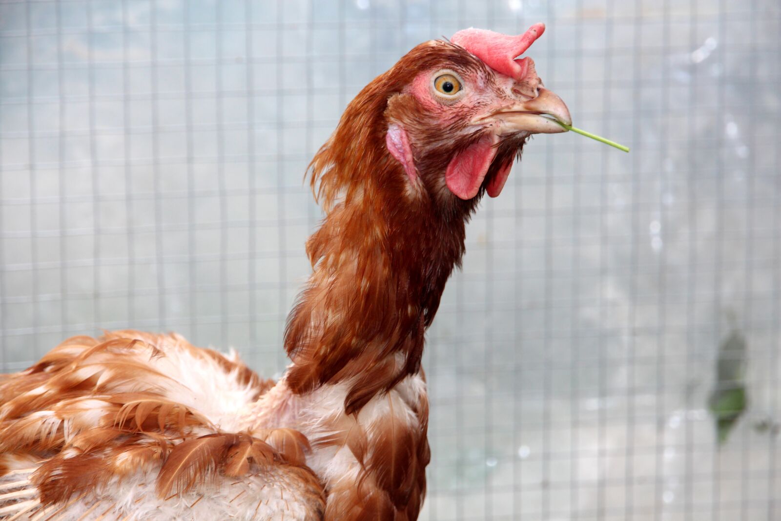 Canon EOS 650D (EOS Rebel T4i / EOS Kiss X6i) sample photo. Chicken, home chicken, brown photography