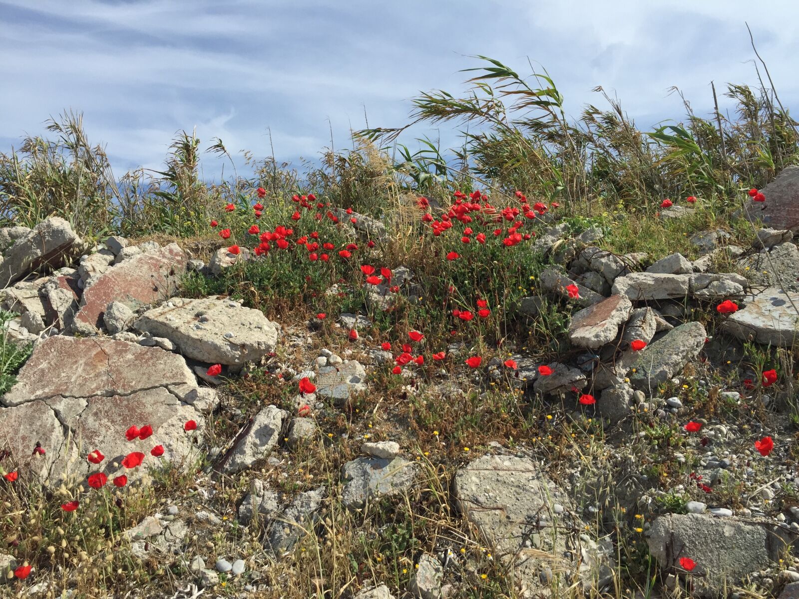 Apple iPhone 6 sample photo. Nature, flowers, sea photography