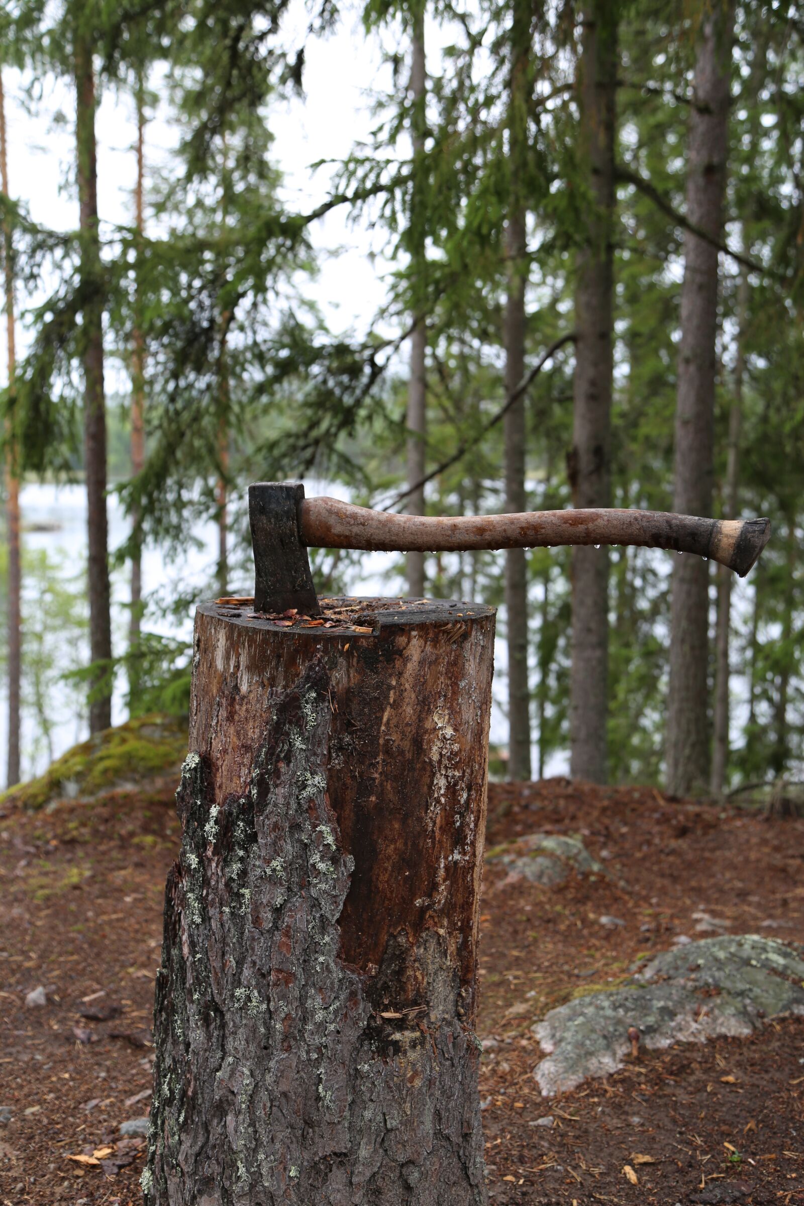 Canon EOS 6D + Canon EF 24-105mm F4L IS USM sample photo. Axe, forest, nature photography