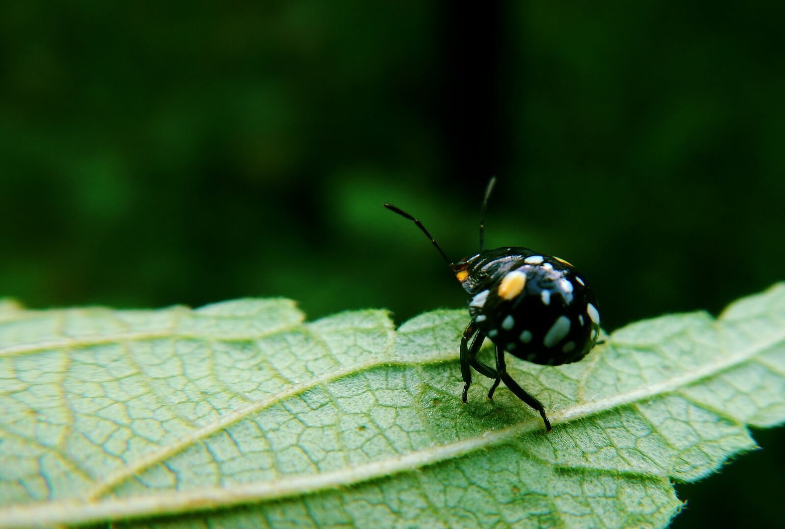 Nikon Coolpix AW110 sample photo. Ladybug, coquito, coleoptera photography