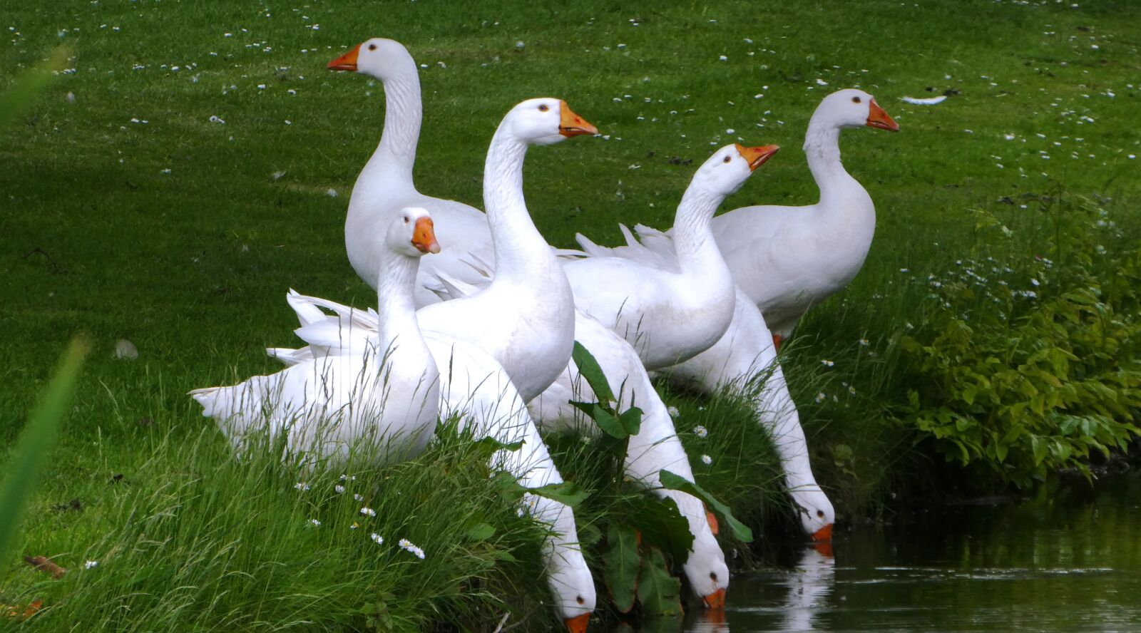 Panasonic Lumix DC-ZS70 (Lumix DC-TZ90) sample photo. Geese, drinking, follow photography