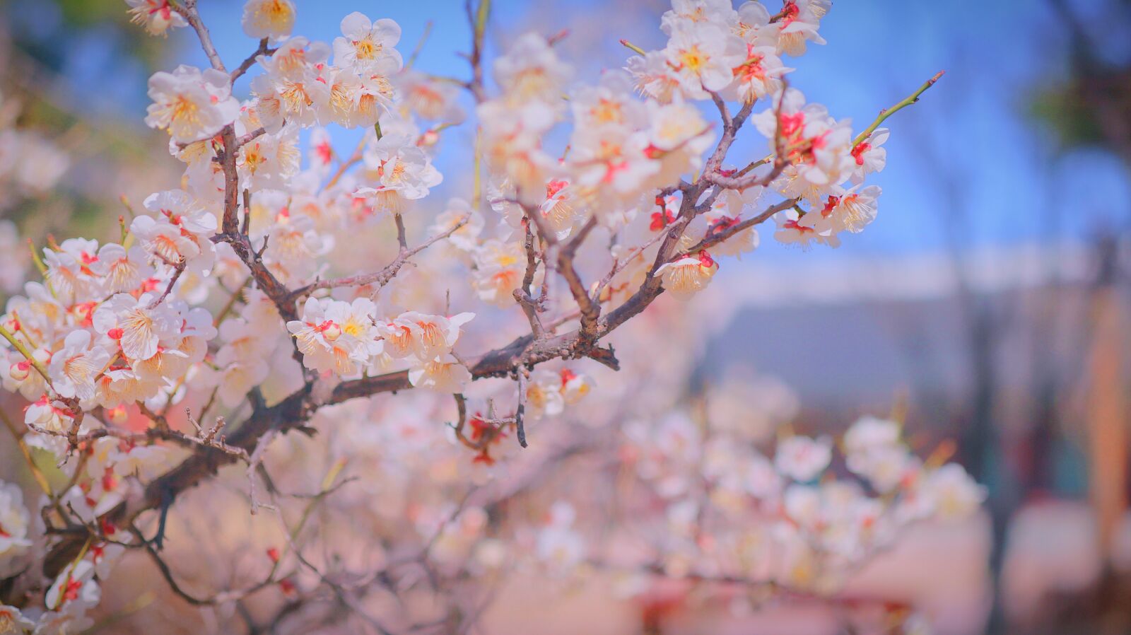 Canon EOS M50 (EOS Kiss M) sample photo. Cherry blossom, cherryblossom, sakura photography