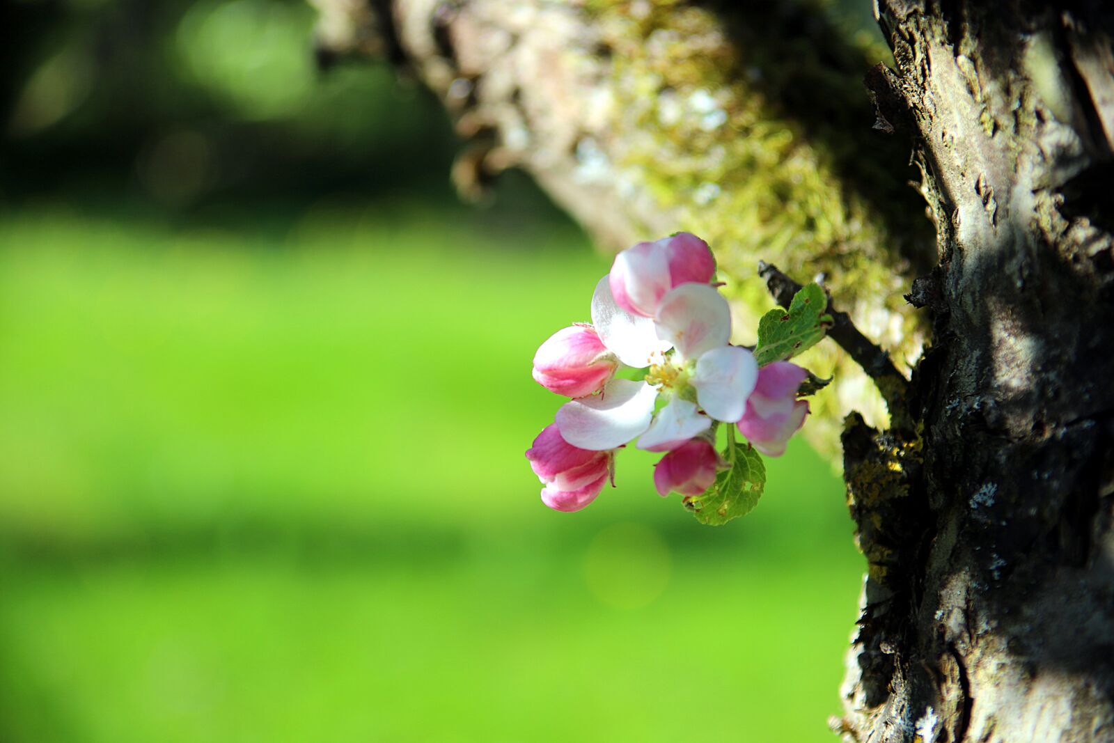 Canon EOS 6D Mark II sample photo. Blossom, bloom, apple blossom photography