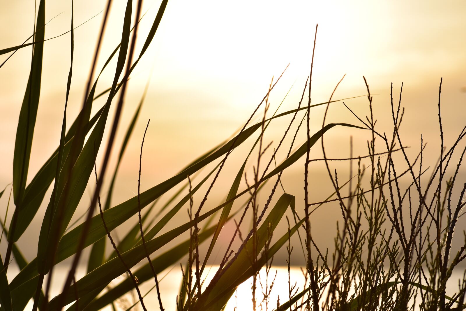 Nikon D5500 sample photo. Sunset, mood, sun photography