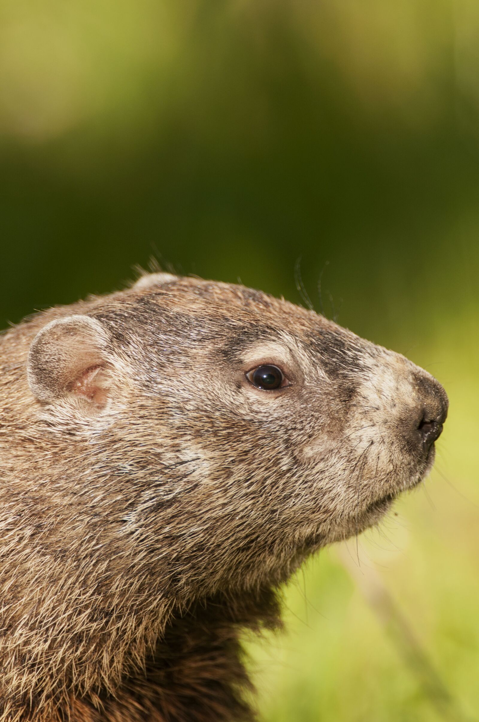Nikon D300 sample photo. Woodchuck, mammal, a photography