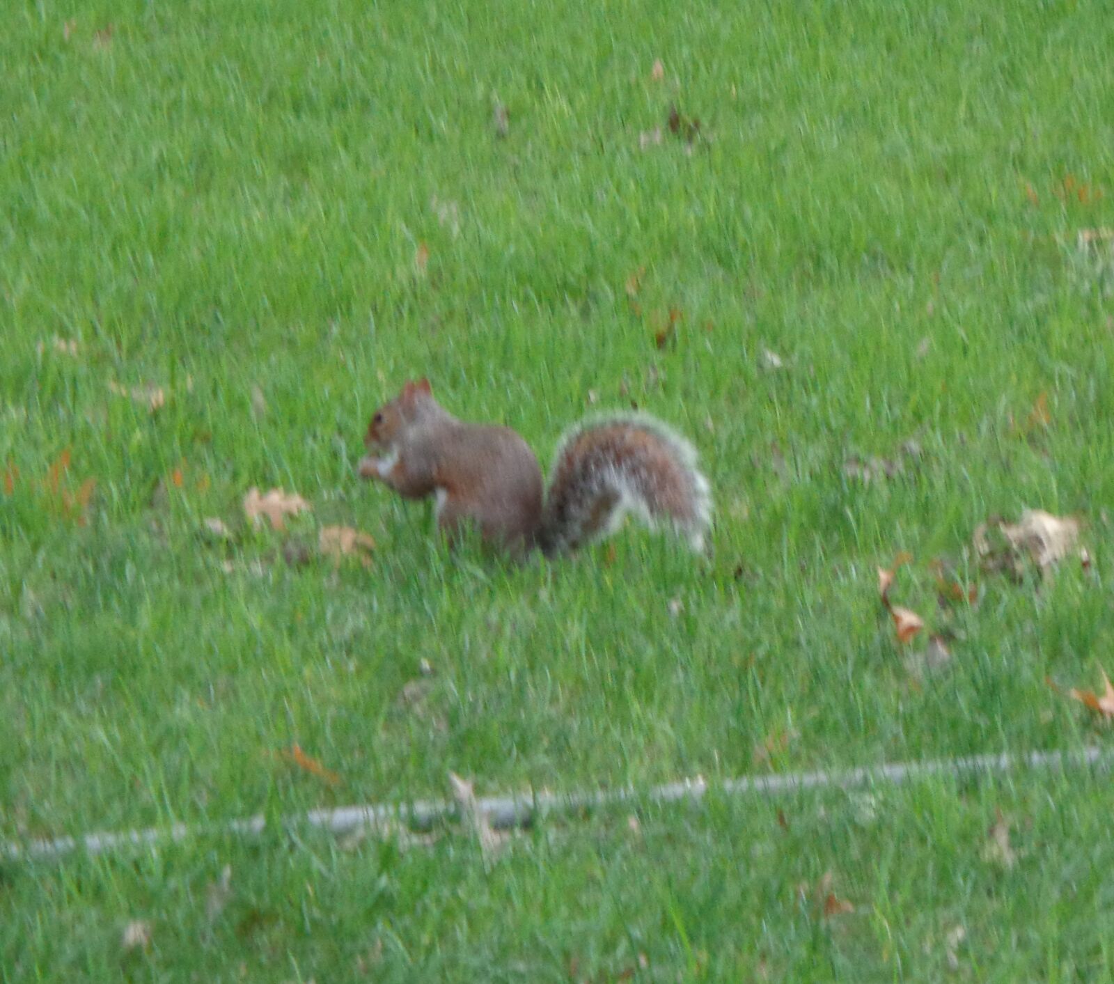 Sony Cyber-shot DSC-W830 sample photo. Squirrel, central park, nature photography