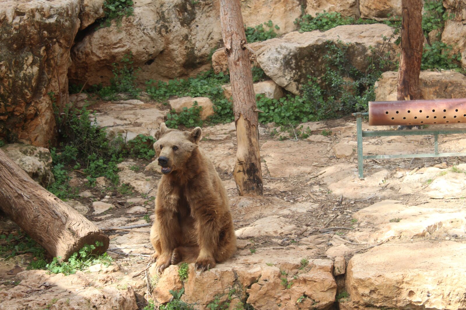 Canon EOS 1300D (EOS Rebel T6 / EOS Kiss X80) sample photo. Bear, the biblical zoo photography