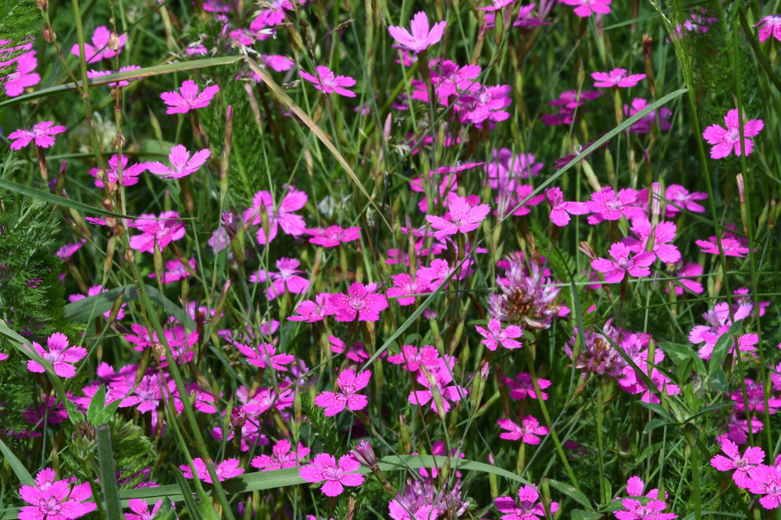 Nikon D7500 sample photo. Prato, flowers, color photography
