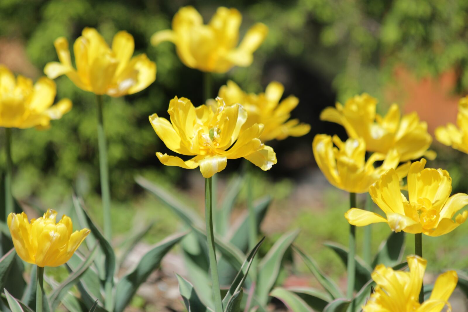 Canon EOS 650D (EOS Rebel T4i / EOS Kiss X6i) sample photo. Tulips, yellow tulips, flowers photography