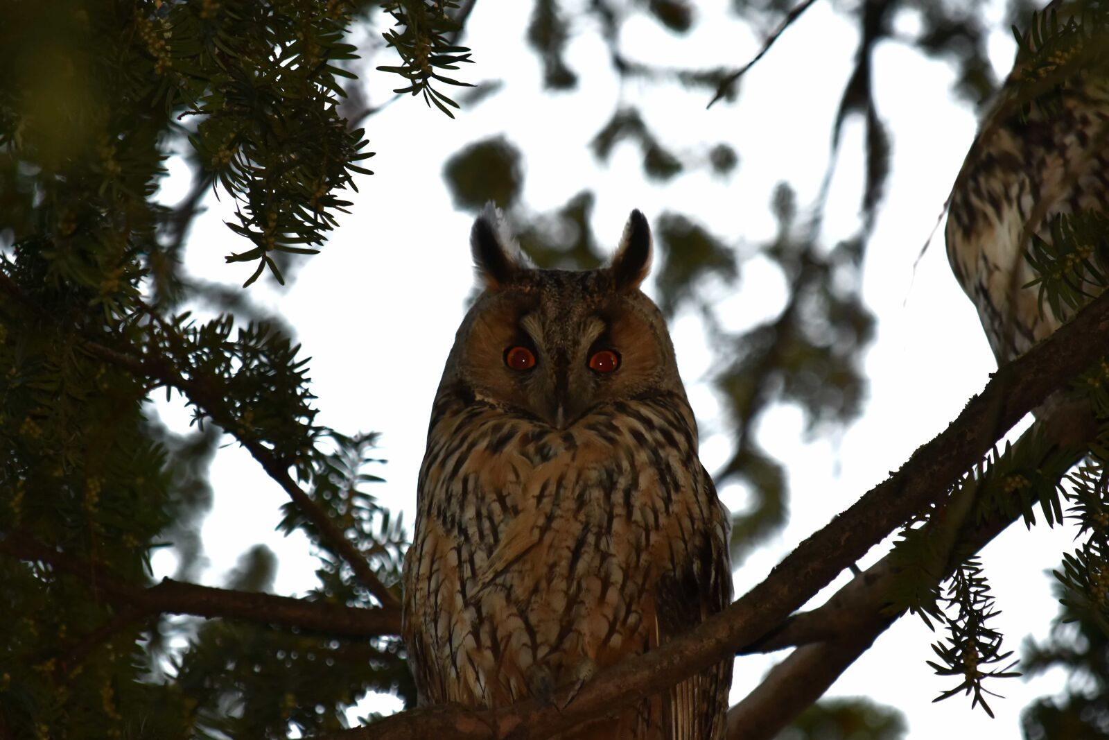 Nikon D5500 sample photo. Ear, eyes, great horned photography