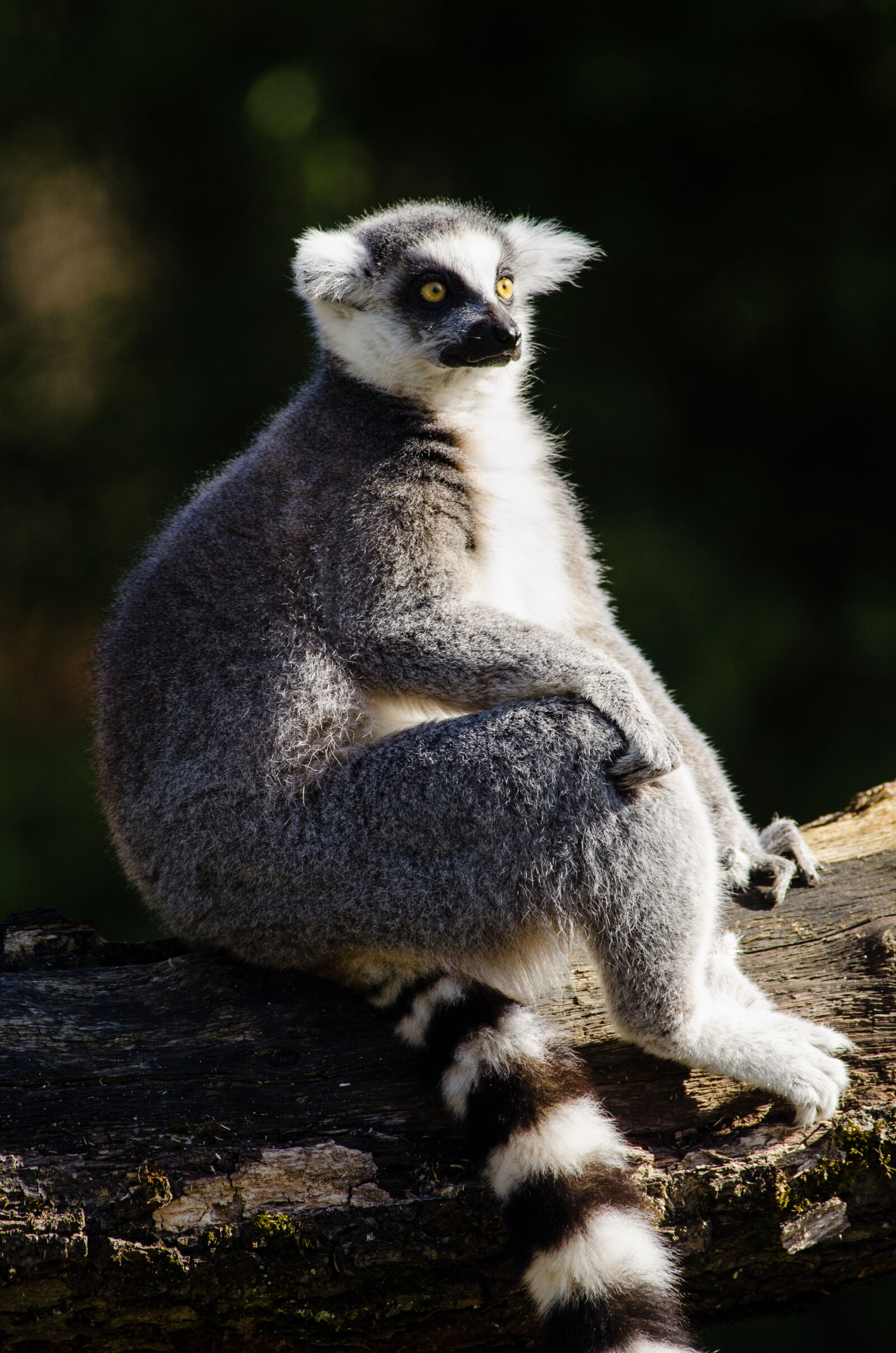 Nikon D7000 + Sigma APO Tele Macro 300mm F4 sample photo