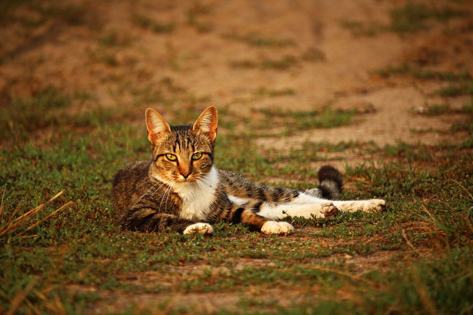 Canon EOS 100D (EOS Rebel SL1 / EOS Kiss X7) sample photo. Cat, kitten, mieze photography