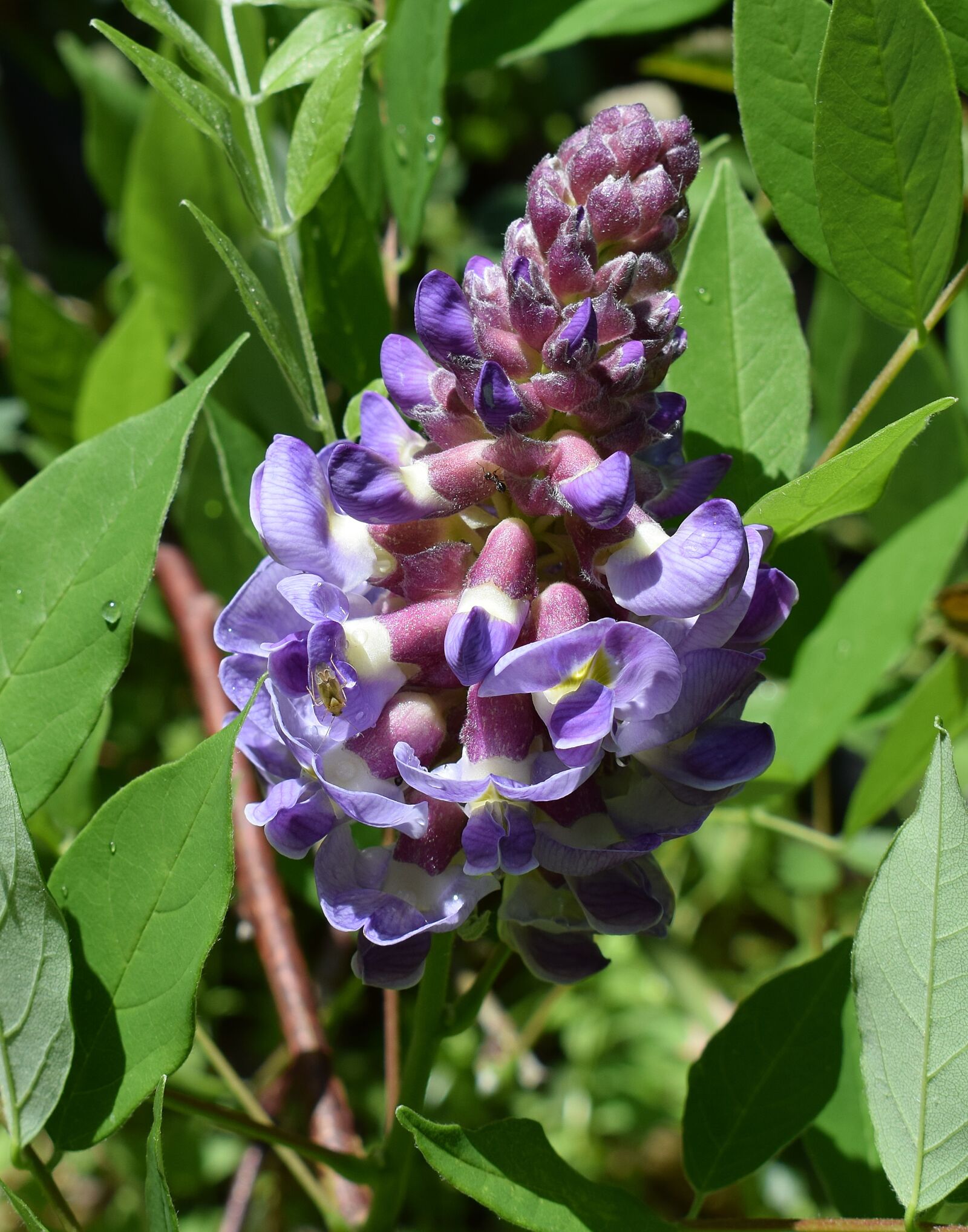 Nikon D3300 sample photo. Wisteria with pollinators, ant photography