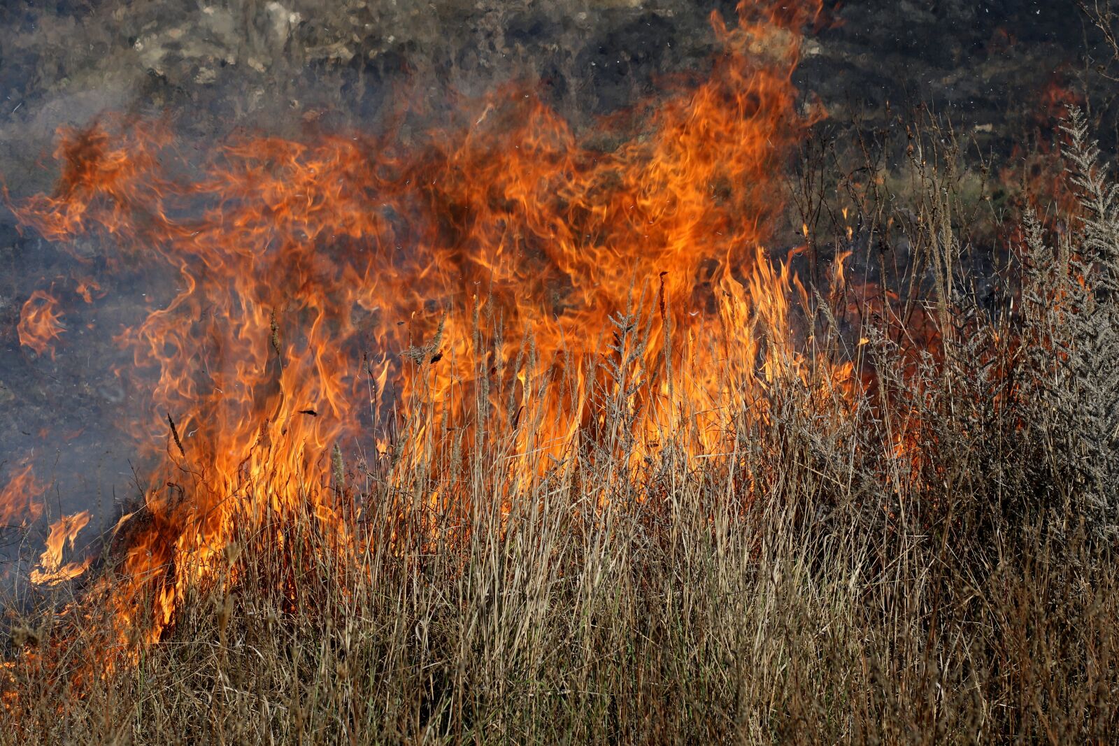 Canon EF 85mm F1.8 USM sample photo. Fire, vegetation, dry photography