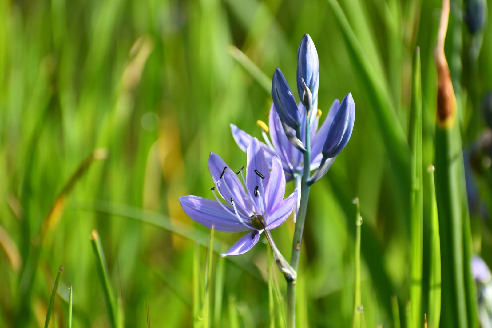 Nikon D7500 sample photo. Camassia, camas, lily photography